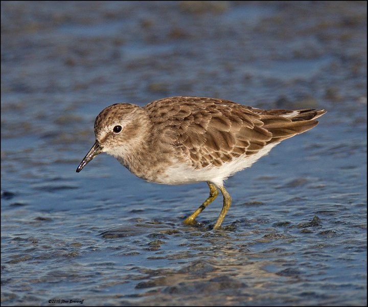 _5SB4814 least sandpiper.jpg